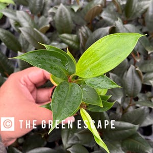 Golden brush ginger 2” Pot (ALL PLANTS require you to purchase 2 plants!)