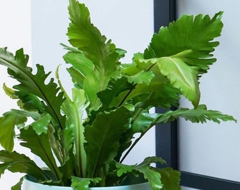 Campio birds nest Fern Starter Plant (ALL STARTER PLANTS require you to purchase 2 plants!)