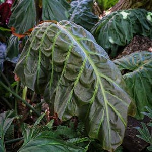 Philodendron Corsinianum (verrucusom X Pinnatifidum) Starter Plant (ALL  PLANTS Require You to Purchase 2 Plants!) - Etsy