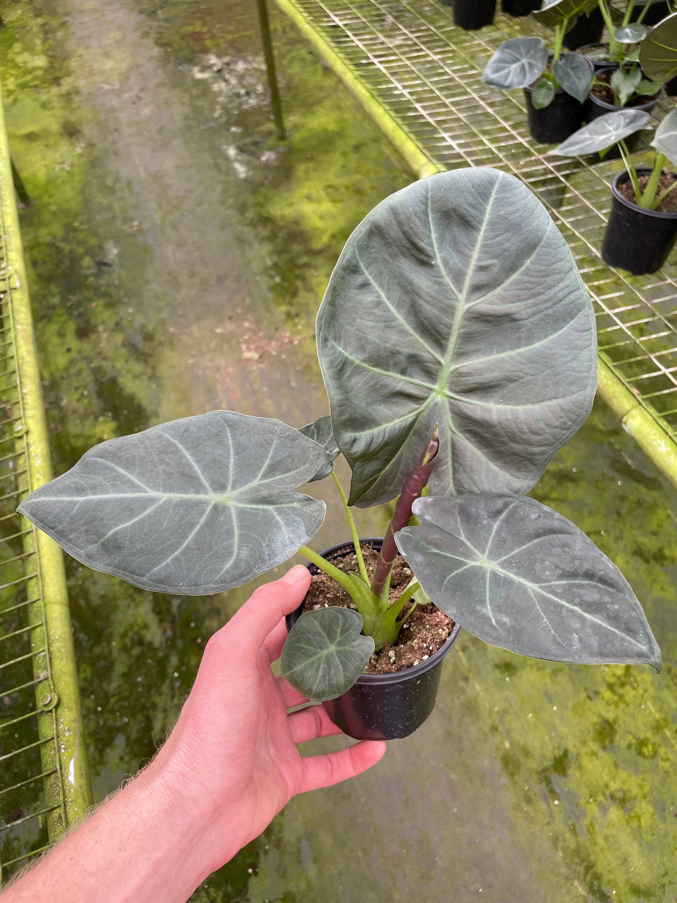 Alocasia Regal Shield Corms - Etsy