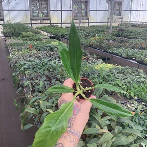 Philodendron jungle boogie/tiger tooth/narrow 2” pot (ALL PLANTS require you to purchase 2 plants!)