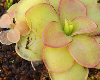 Pinguicula ibarrae Starter Plant (ALL STARTER PLANTS require you to purchase 2 plants!)