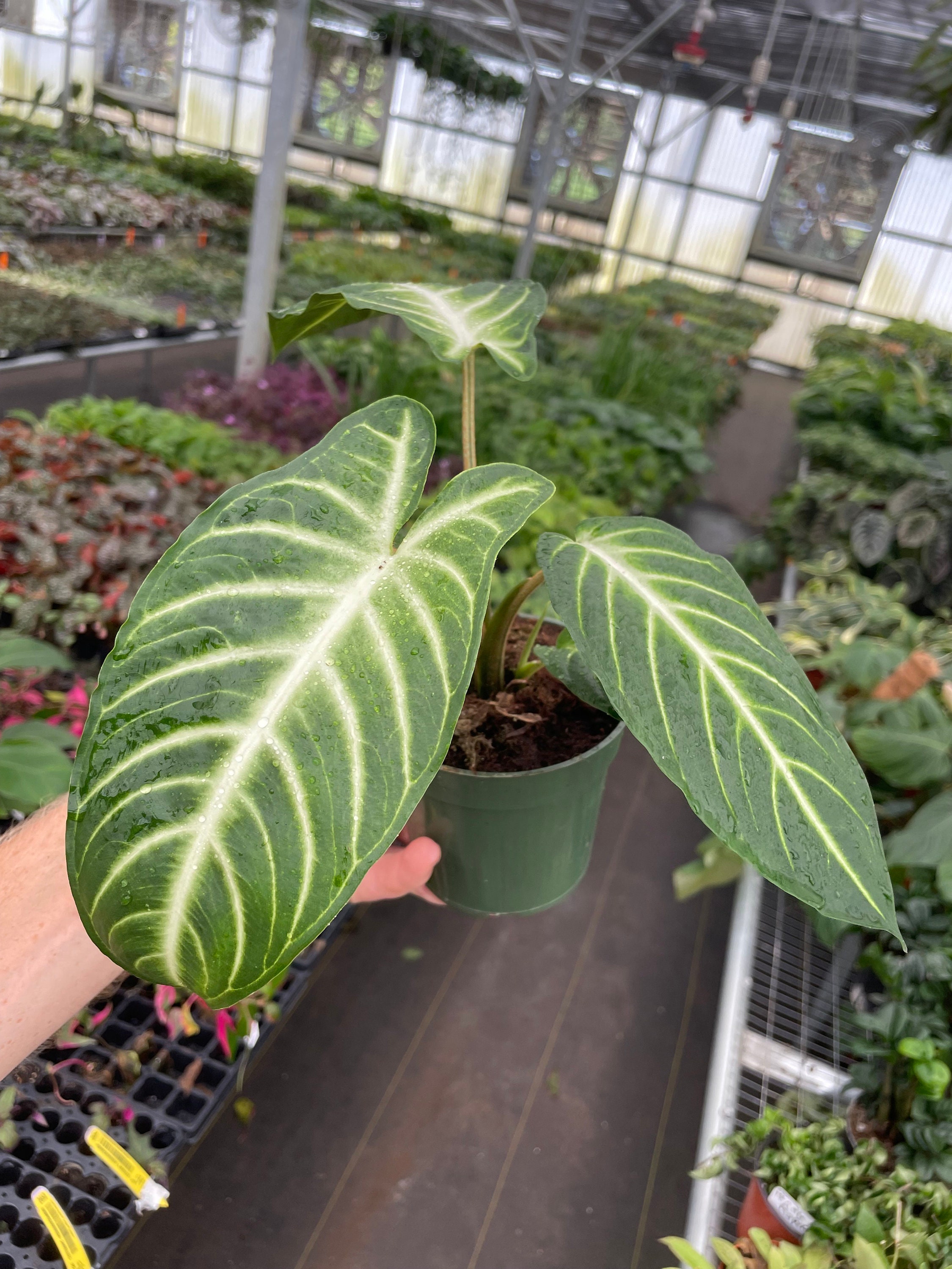 Xanthosoma Lindenii Magnificum 4” Pot (ALL PLANTS Require You to