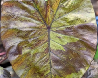 Colocasia stealth crypto Starter Plant (ALL STARTER PLANTS require you to purchase 2 plants!)