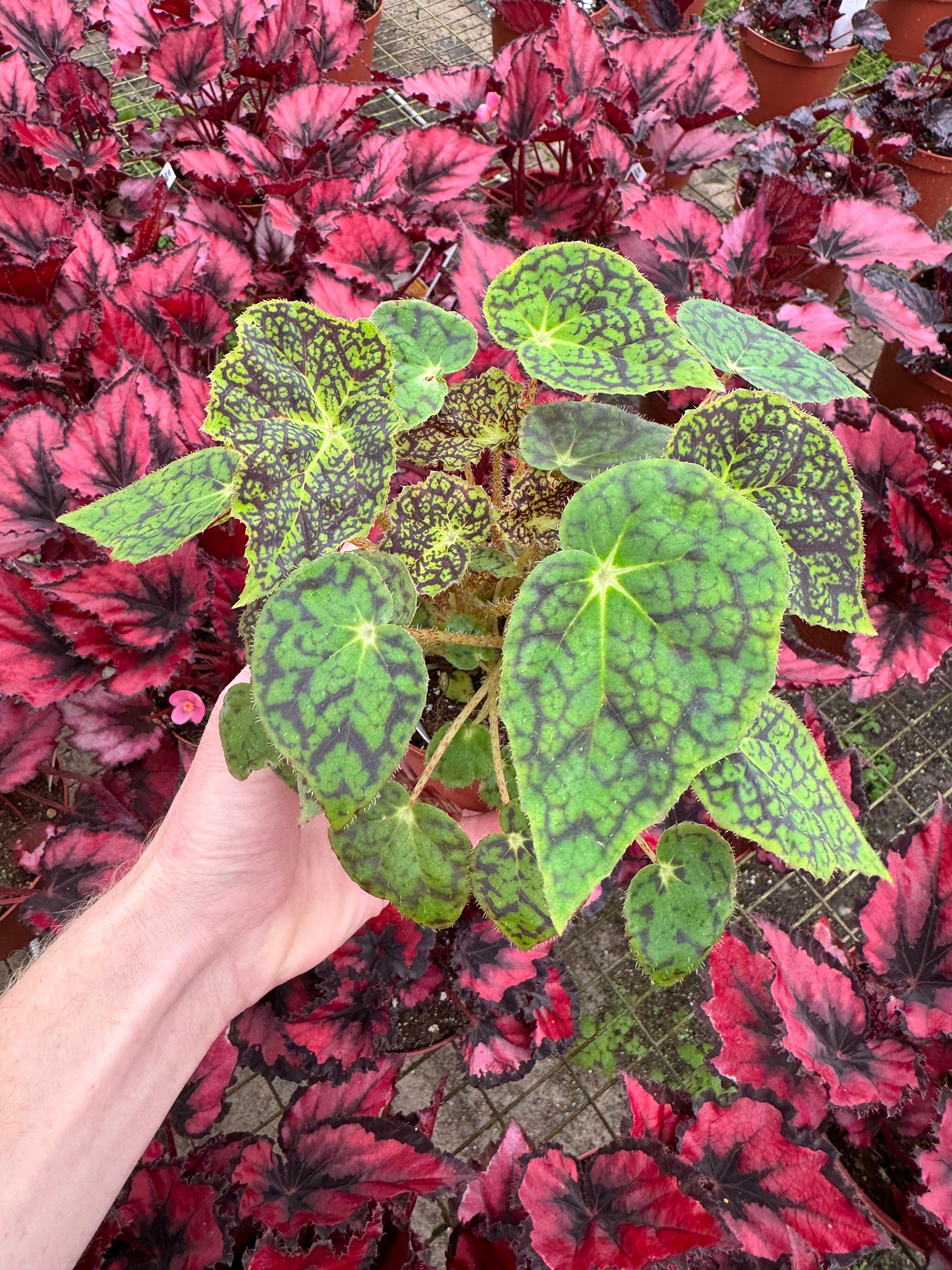 Begonia Aces High 4” Pot (ALL PLANTS Require You to Purchase 2