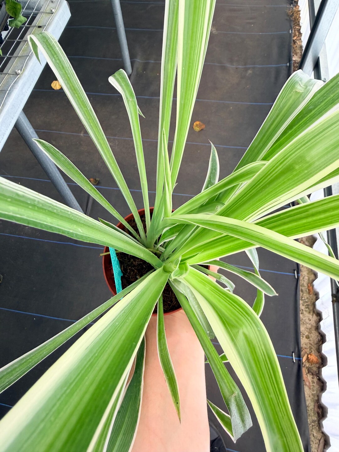 Howtobasic Reverse Plant Tree Exact Plant Chlorophytum Reversed Specific 4” Pot #DAE3266 | G/H (all ...