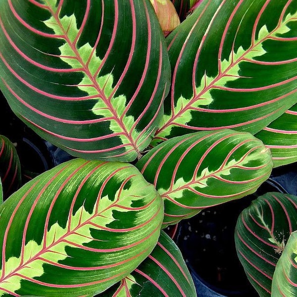 Calathea red Maranta Starter Plant (ALL STARTER PLANTS require you to purchase 2 plants!)