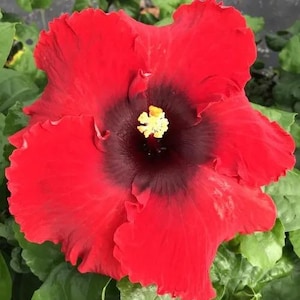 May include: A vibrant red hibiscus flower with a dark maroon center and a yellow stamen. The petals are ruffled and the flower is surrounded by green leaves. The flower is in full bloom, showcasing its intricate details and rich colors.