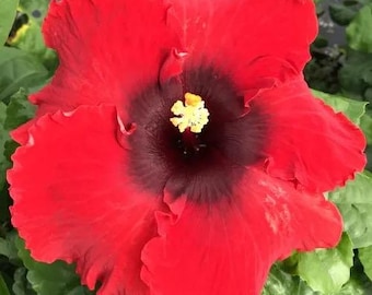 May include: A vibrant red hibiscus flower with a dark maroon center and a yellow stamen. The petals are ruffled and the flower is surrounded by green leaves. The flower is in full bloom, showcasing its intricate details and rich colors.