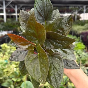 Exact Plant Syngonium Red Arrow Specific 4” Pot 19905FEE | G/H (All PLANTS require you to purchase 2 plants!)