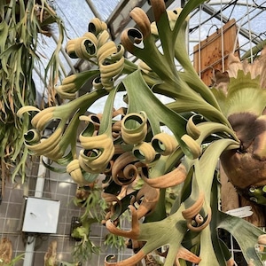 Platycerium Foong Siqi Starter Plant (ALL STARTER PLANTS Require