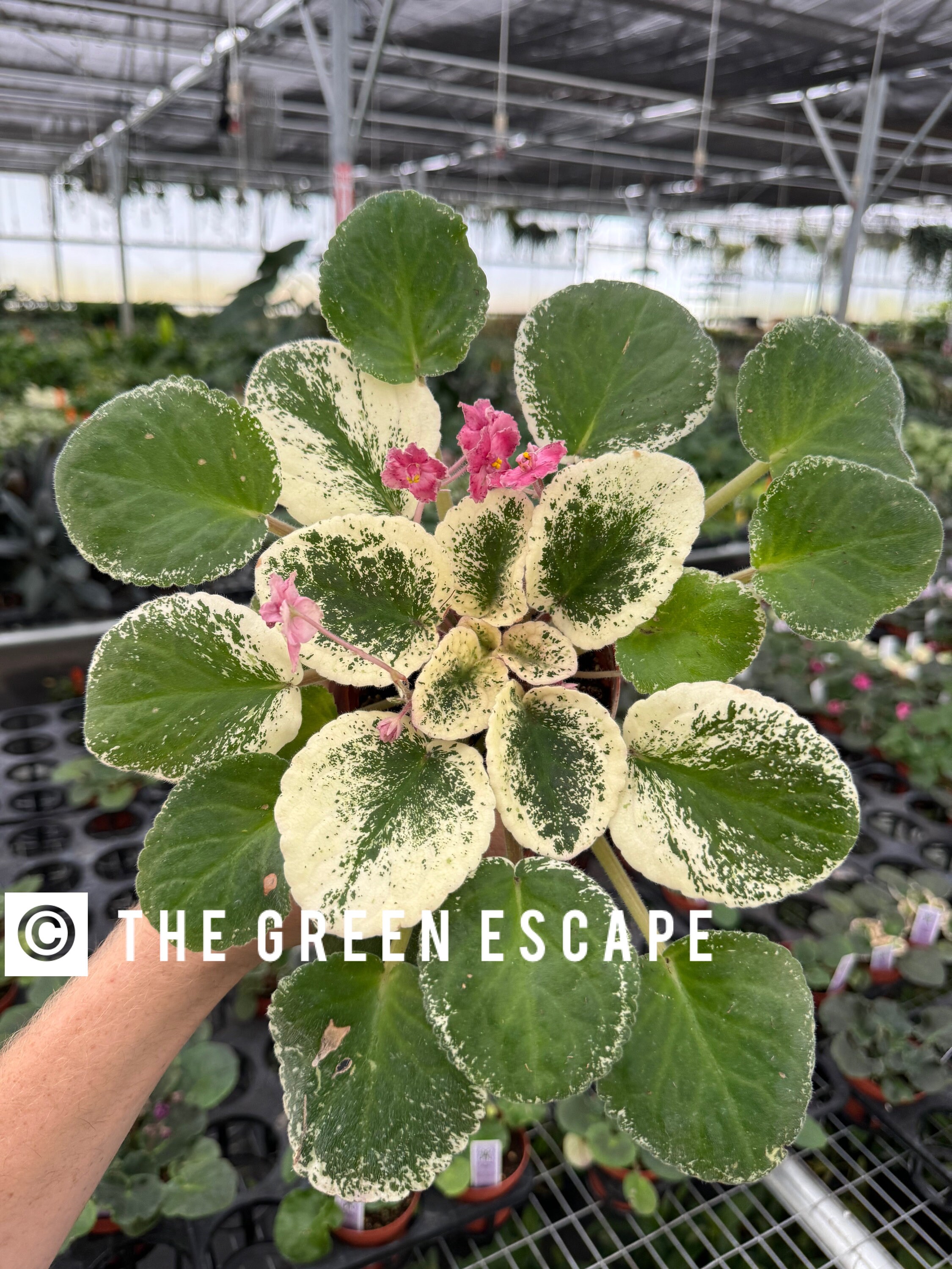 Playful Kisses African Violet 4” Pot (ALL PLANTS Require You to
