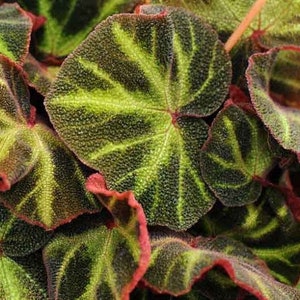 Begonia soli-mutata Starter Plant (ALL STARTER PLANTS require you to purchase 2 plants!)