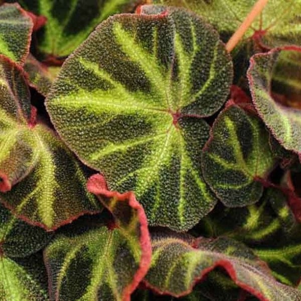 Begonia soli-mutata Starter Plant (ALL STARTER PLANTS require you to purchase 2 plants!)