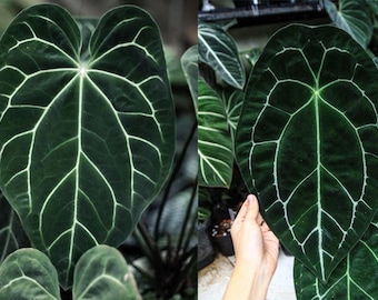 その他観葉植物 Anthurium Michelle x Wonderboy Anthurium Wonderboy X Michelle Starter Plant (ALL STARTER