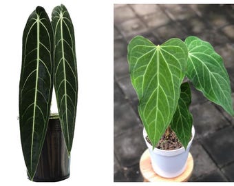 Scott Cohen Anthurium Antolakii (known as BVEP) X NSE Anthurium