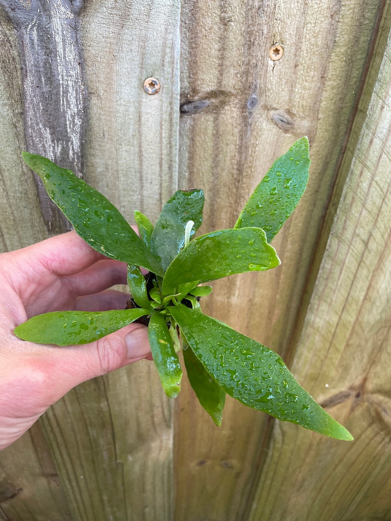 TheGreenEscape Platycerium Bifurcatum Staghorn Fern - Thumbnail 3
