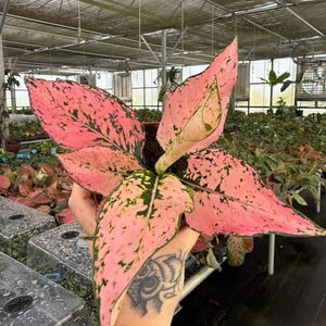 May include: An Aglaonema plant featuring broad, lance-shaped leaves with a vibrant pink base color, accented by dark green speckled patterns and thin green margins. The foliage radiates from a central stem, displaying a variegated color palette.