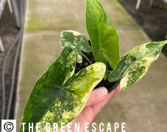 Könnte beinhalten: Eine Topf-Alocasia-Pflanze mit großen, panaschierten Blättern in Grün- und Gelbtönen. Die Pflanze wird in einem schwarzen Topf gehalten. Der Text "THE GREEN ESCAPE" ist im Bild zu sehen.