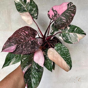 Philodendron marble galaxy Pink Princess Starter Plant (ALL STARTER PLANTS require you to purchase 2 plants!)