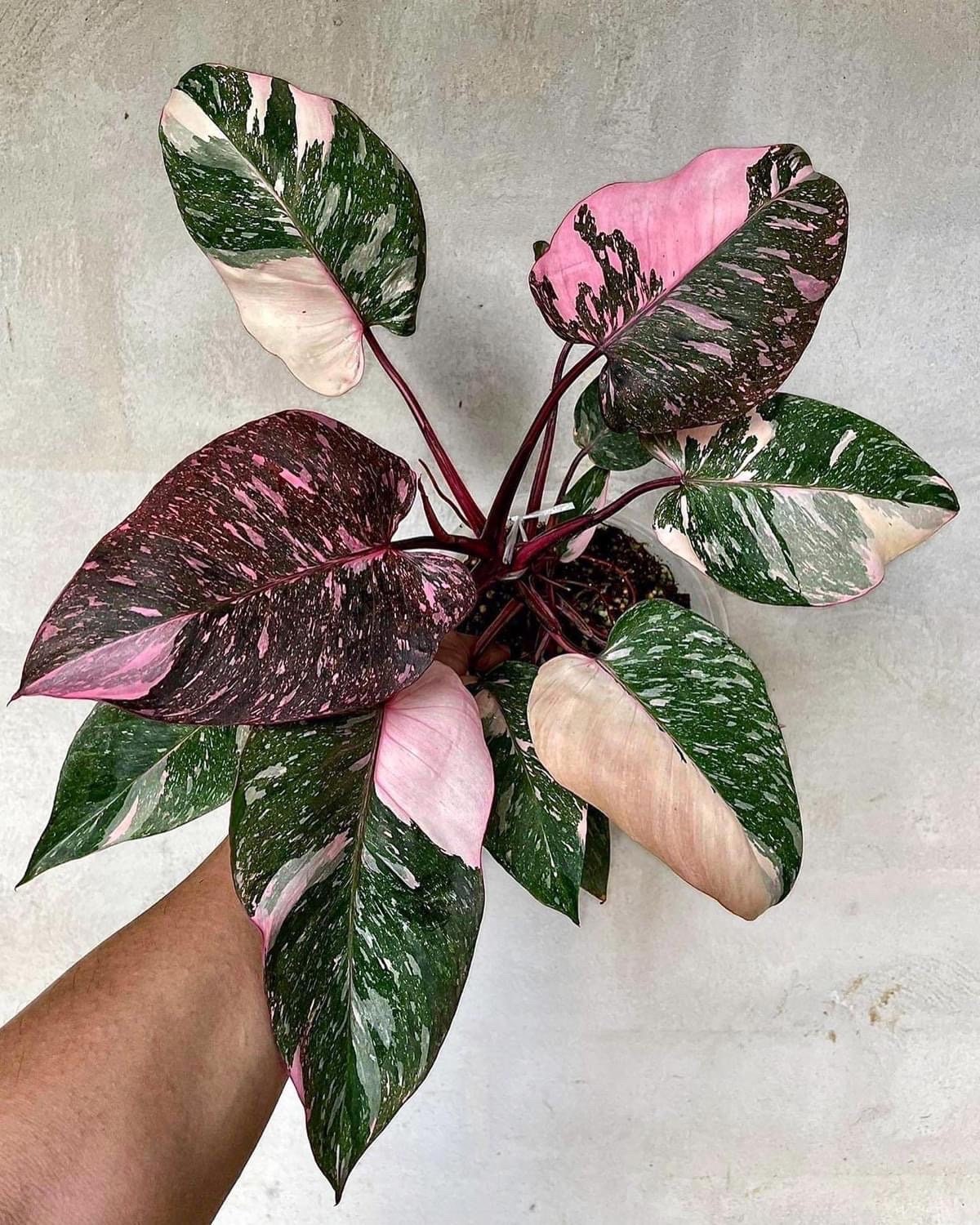 Philodendron marble galaxy Pink Princess Starter Plant (ALL