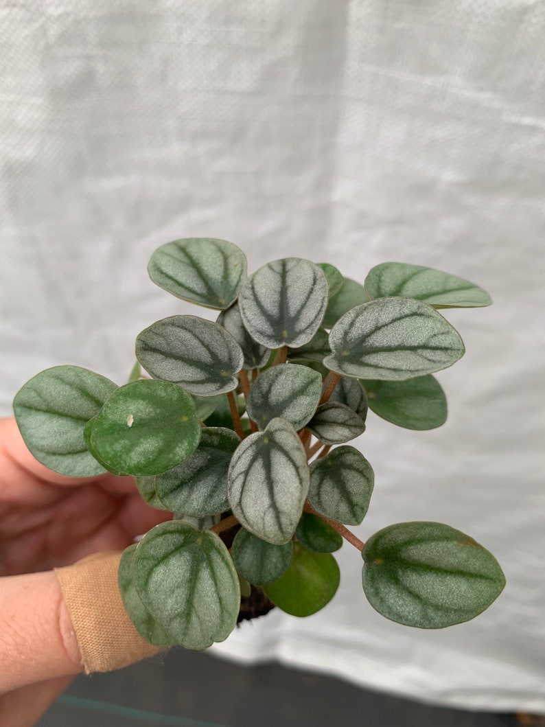 TheGreenEscape Peperomia Little Toscani - Thumbnail 4
