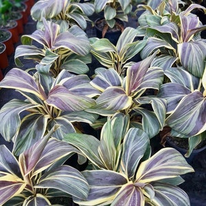 Cordyline Chocolate queen Starter Plant (ALL STARTER PLANTS require you to purchase 2 plants!)