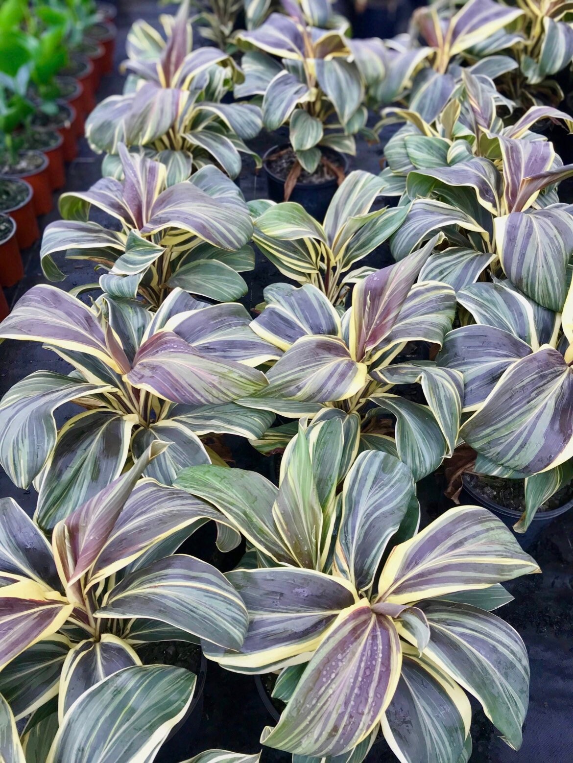 Cordyline Chocolate Queen Starter Plant (ALL STARTER PLANTS