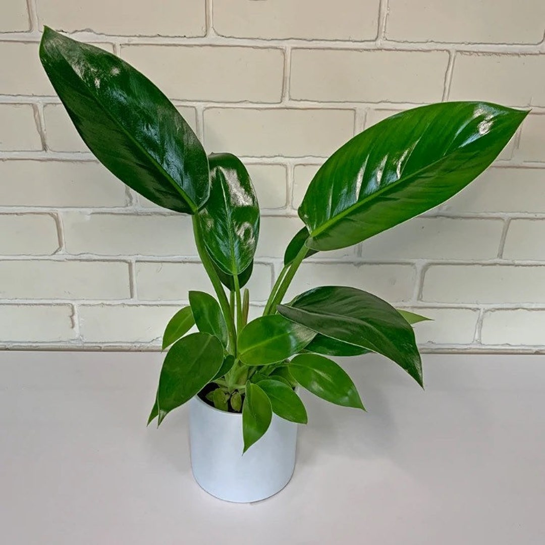 既に売却済商品となります。 既に売却済商品となります。 売掛金】IT