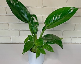 Plante de démarrage Philodendron Thai Congo (TOUTES LES PLANTES DE DÉMARRAGE nécessitent l'achat de 2 plantes !)
