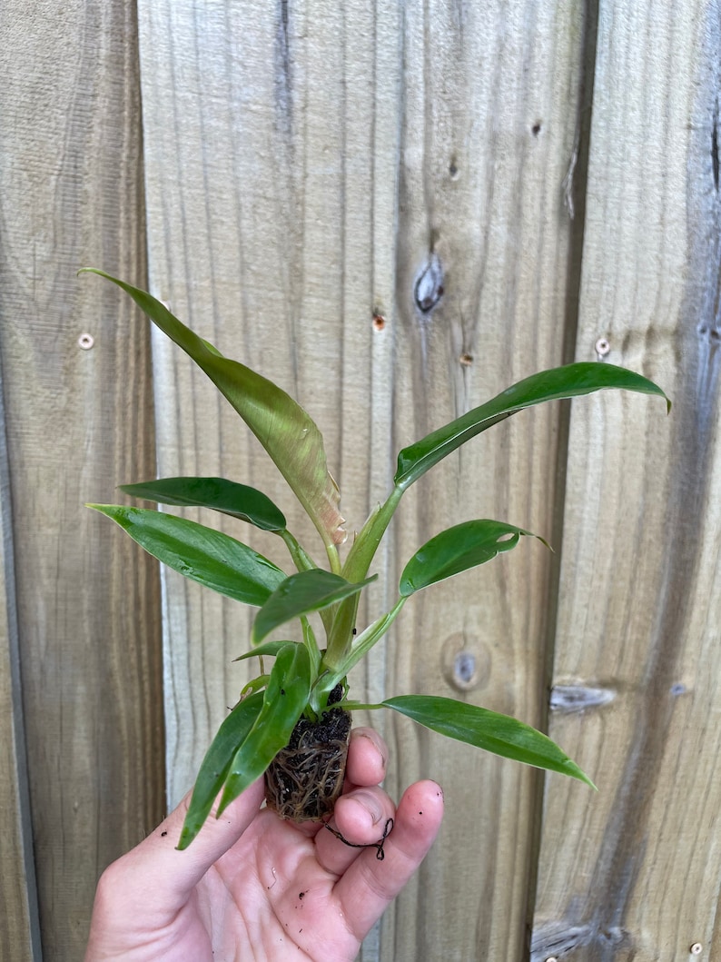 TheGreenEscape Philodendron Jungle Boogie Plant - Thumbnail 2