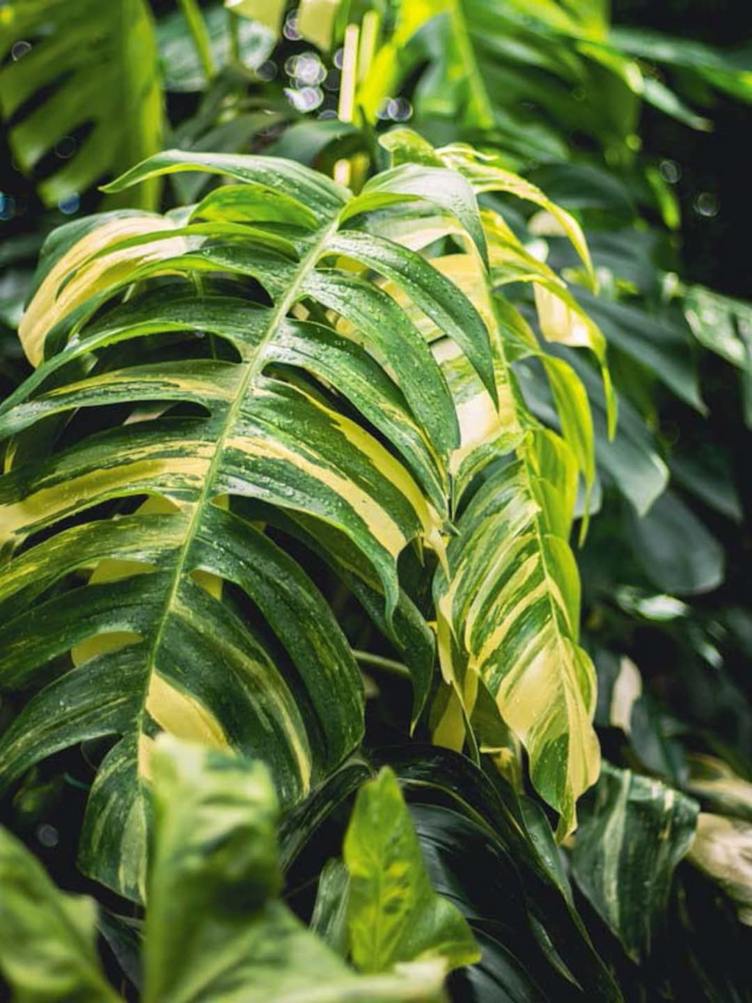 Epipremnum pinnatum kujang's flame. This plant has settled in so