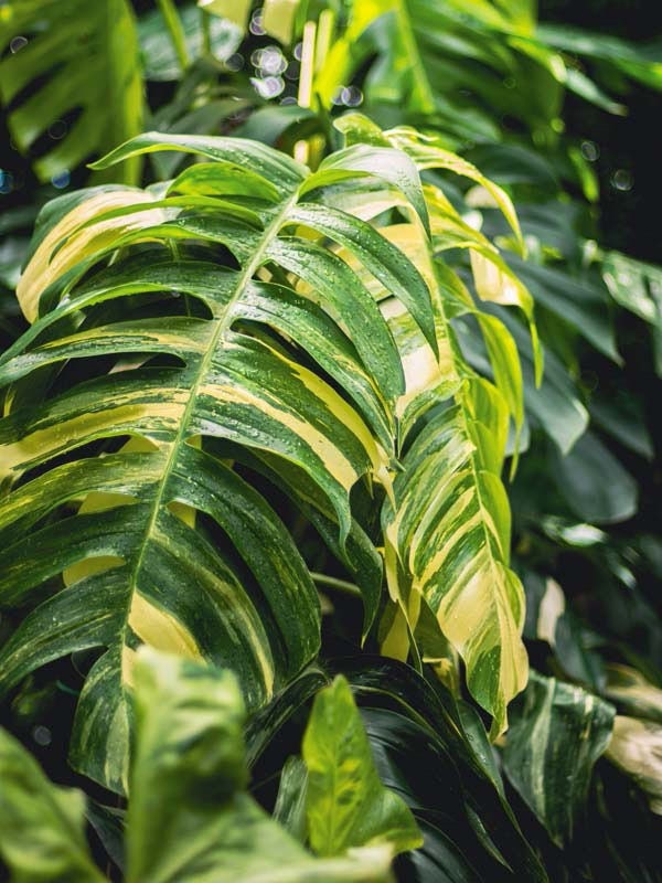 Epipremnum pinnatum 'Aurea' variegata ('Yellow Flame')