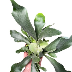 Platycerium Bifurcatum “Staghorn Fern“ Starter Plant (ALL STARTER PLANTS require you to purchase 2 plants!)