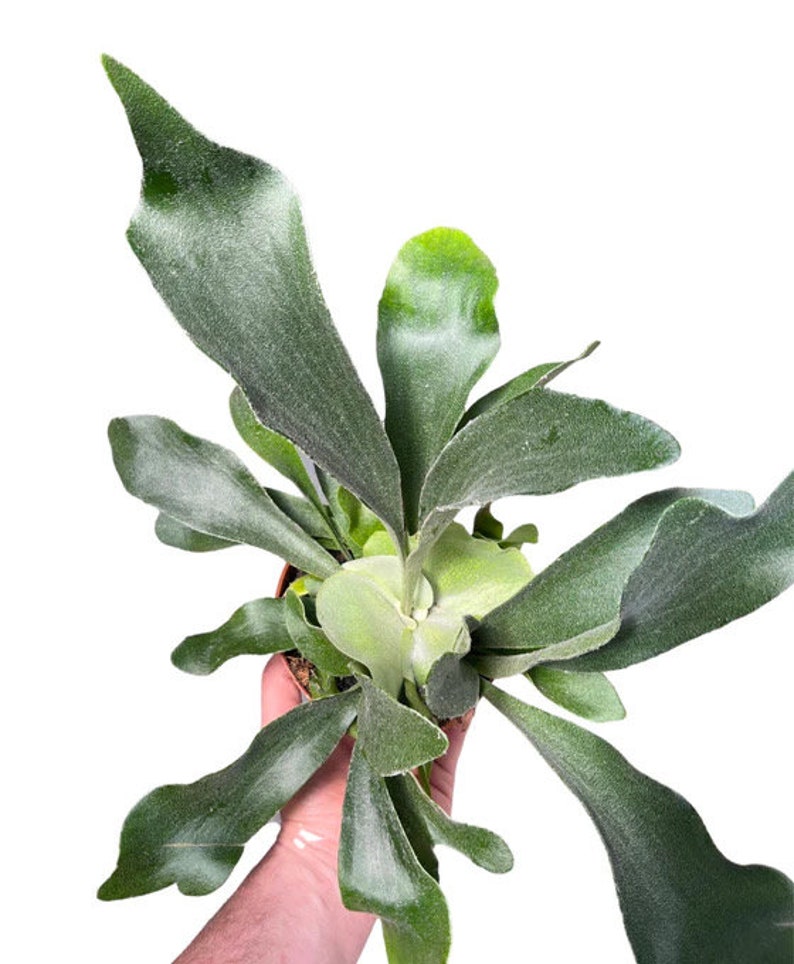 TheGreenEscape Platycerium Bifurcatum Staghorn Fern