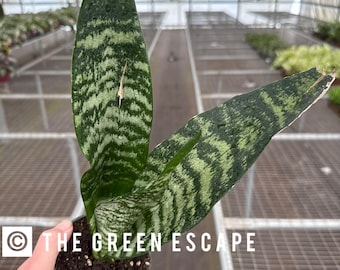 サンスベリアブラックキャッスル Sansevieria Black Castle サンスベリアブラックキャッスル Sansevieria Black Castle