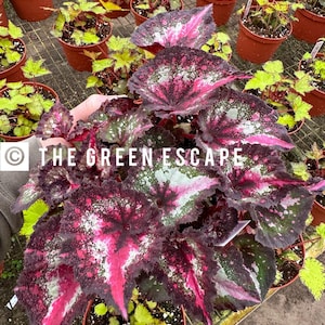 Harmonys first kiss begonia Starter Plant (ALL STARTER PLANTS require you to purchase 2 plants!)