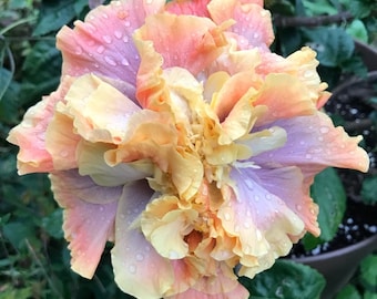 Queen of dreams hibiscus Starter Plant (ALL STARTER PLANTS require you to purchase 2 plants!)