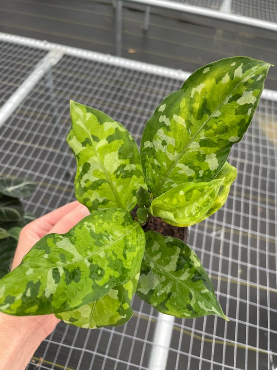 Aglaonema pictum tricolor 2 plants in 1 pot