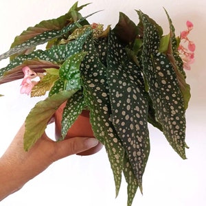 Begonia double polka dot Maculata Starter Plant (ALL STARTER PLANTS require you to purchase 2 plants!)