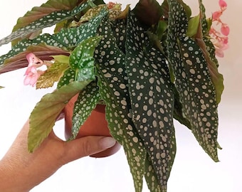 Begonia double polka dot Maculata Starter Plant (ALL STARTER PLANTS require you to purchase 2 plants!)