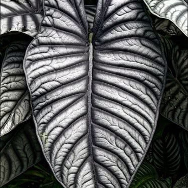 Alocasia nebula imperialis Starter Plant (ALL STARTER PLANTS require you to purchase 2 plants!)