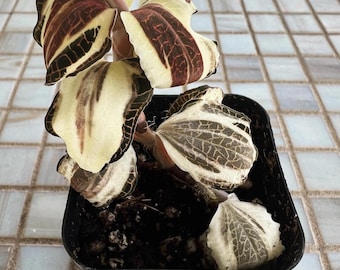 Variegated anoechtochilus jewel orchid tissue culture tissue culture (ALL PLANTS require you to purchase 2 plants!)