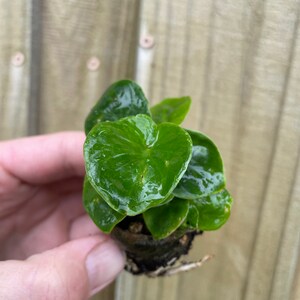 Pu&ograve; includere: Una piccola pianta verde con foglie a forma di cuore in un vaso marrone. La pianta &egrave; tenuta in una mano.