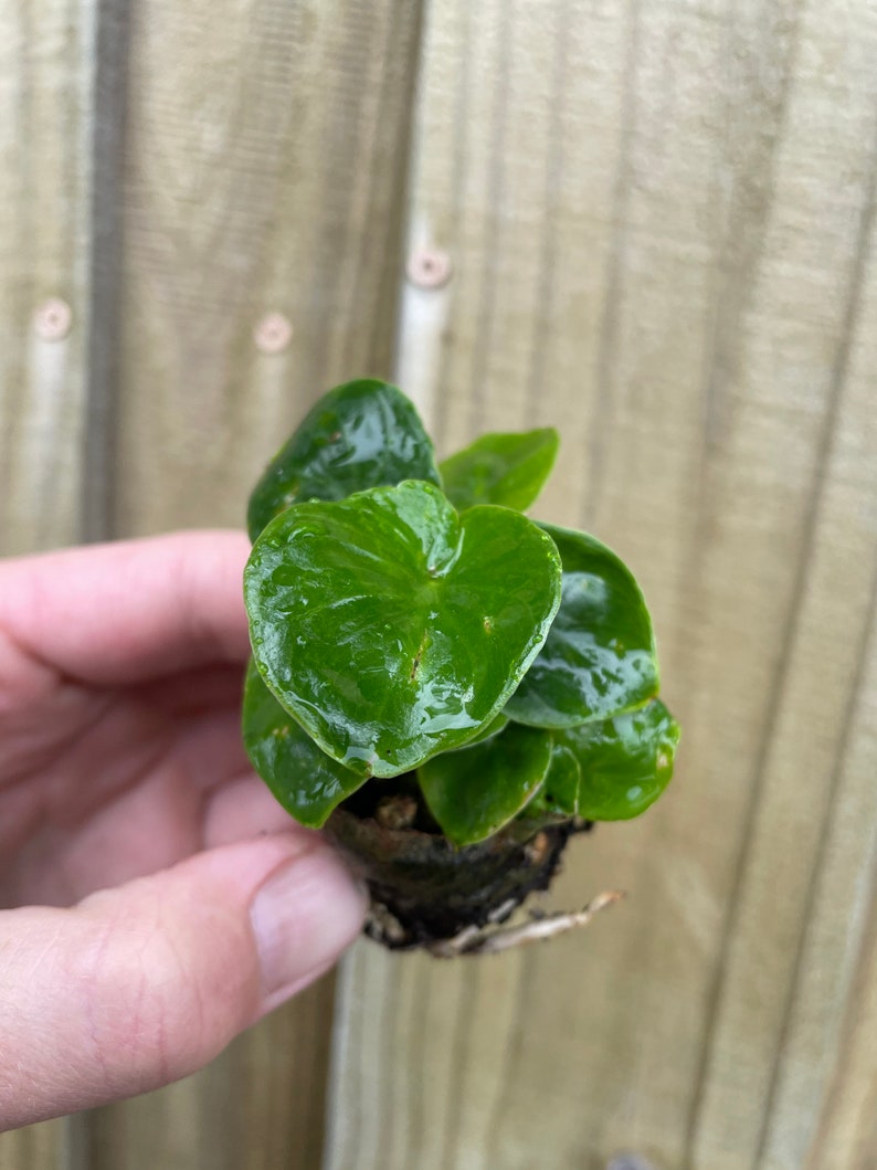 Pu&ograve; includere: Una piccola pianta verde con foglie a forma di cuore in un vaso marrone. La pianta &egrave; tenuta in una mano.