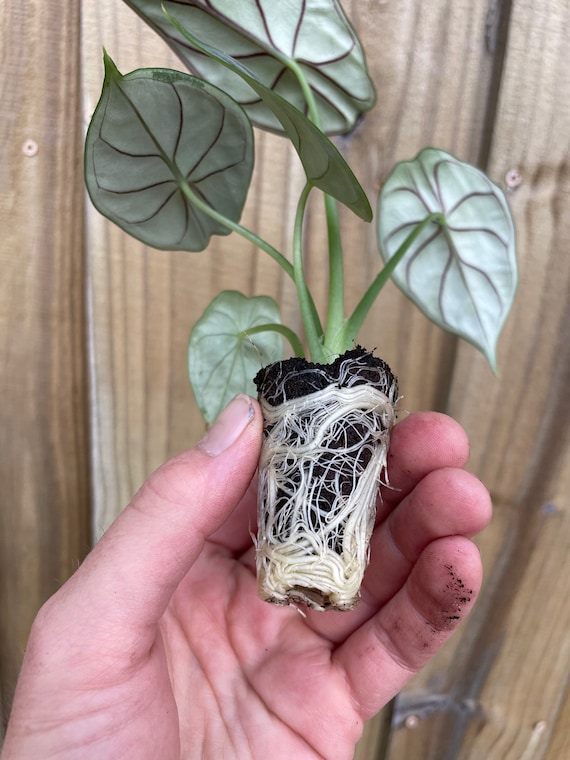 Alocasia Baginda Dragon Scale Starter Plant (ALL STARTER PLANTS