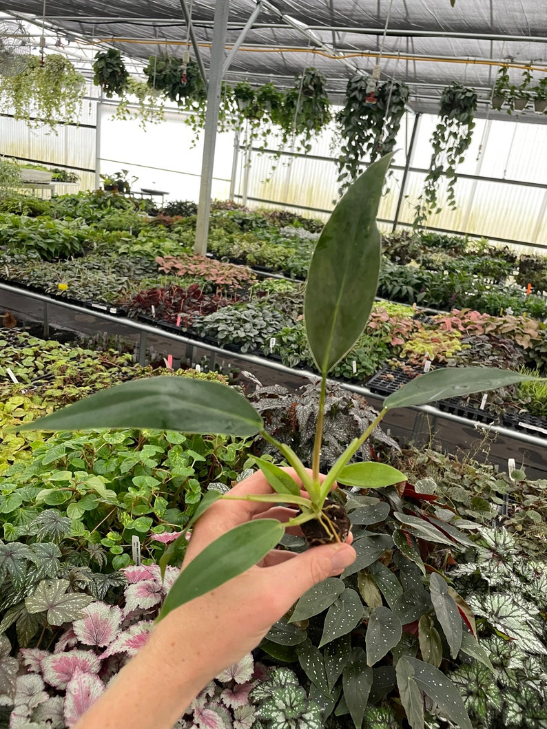 TheGreenEscape Philodendron Mexicanum Plant - Thumbnail 3