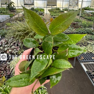 Hoya sunrise (Thailand form) 4” pot (ALL PLANTS require you to purchase 2 plants!)