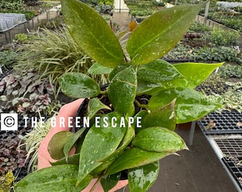 May include: A close-up of a green houseplant with large, glossy leaves. The plant is being held in a hand, and the background is a greenhouse.
