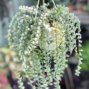 Variegated dischidia ruscifolia Starter Plant (ALL STARTER PLANTS require you to purchase 2 plants!)